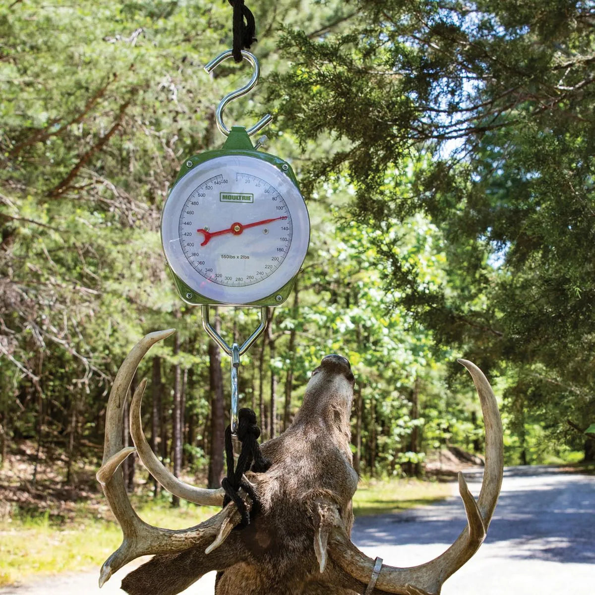 Moultrie- 550-lb Big Game Scale